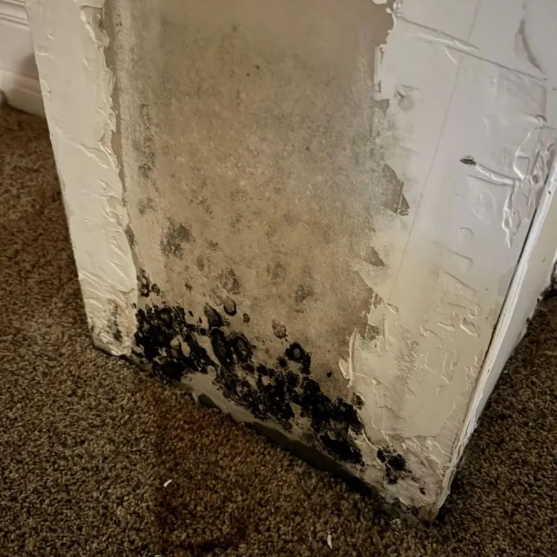 Professional Mold Removal in Kellyville, OK